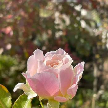 バラ シュシュの画像 by TAKAさん | 小さな庭とバラ シュシュと毎日ローズショーとチーム岐阜とT's薔薇2021と金曜ローズショーと月曜日にビタミンカラーと花のある暮らし
