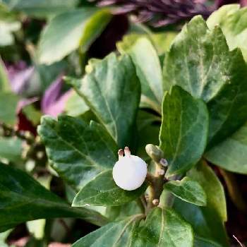 常緑小低木の投稿画像一覧 Greensnap グリーンスナップ