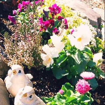 #かわいいの画像 by すーちゃんさん | 小さな庭と#ことりと#ビオラと#デイジーと#ﾃﾞｲｼﾞｰ  ﾊﾞﾝﾊﾞﾝと#かわいいと#綺麗と#パンジー