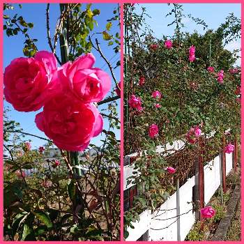 薔薇・バラ・ばらの画像 by レイさん | 小さな庭と初冬の風景♪と巡る季節☆と薔薇・バラ・ばらと四季の彩りとマイガーデンと庭の住人と季節のお花とCLローズ♪と花のある暮らしと四季咲き♪