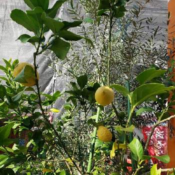 レモンの香りの画像 by Kさん | 小さな庭とレモンの香りと美味しい実とおうち園芸