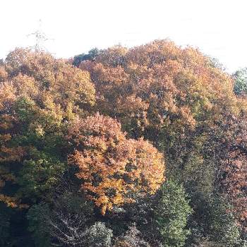 木々の紅葉の画像 by miiさん | お出かけ先と木々の紅葉とうどん県人会とうどん県西支部