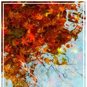 紅葉 黄葉の画像 by みいちゃんさん | お城のある街と綺麗な紅葉と紅葉の落ち葉と紅葉（こうよう）と紅葉・黄葉と落ち葉と秋の色とあきと紅葉 黄葉と落ち葉の風景