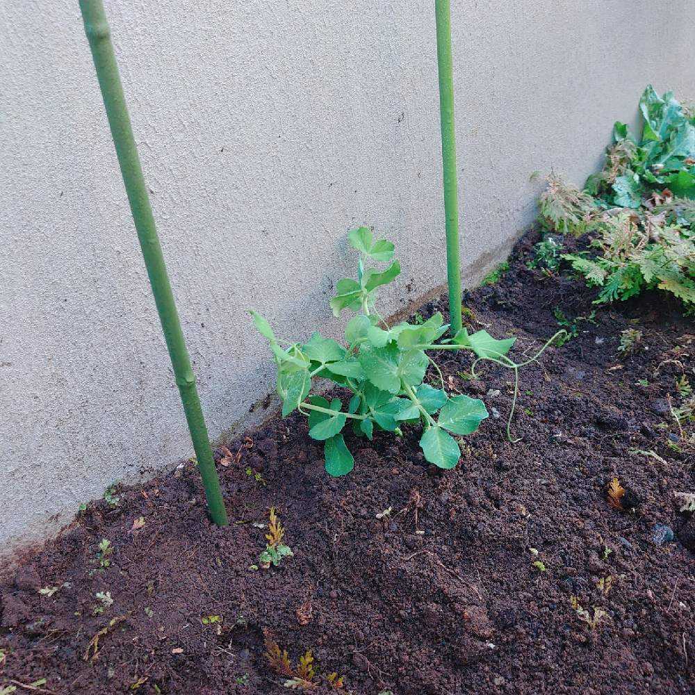 スナップエンドウ Greensnap グリーンスナップ