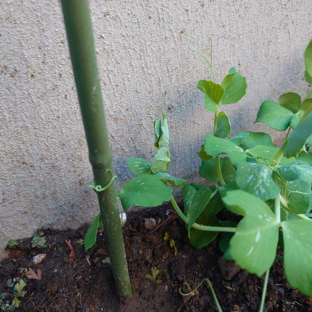 スナップエンドウ Greensnap グリーンスナップ