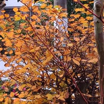 紅葉を楽しむの画像 by クリスさん | 小さな庭と百日紅（サルスベリ)と黒文字（クロモジ）と日向水木（ひゅうがみずき）といい感じ♪♪と紅葉を楽しむ