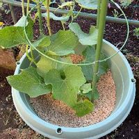 ハヤトウリの育て方 栽培のコツは その効能は Greensnap グリーンスナップ ハヤトウリの育て方 栽培のコツは その効能は Greensnap グリーンスナップ