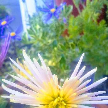 派手な花の投稿画像一覧 Greensnap グリーンスナップ