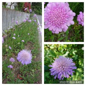 クナウティア,東北人花の会,広い庭の画像