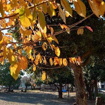 朝の公園の画像 by mamiさん | お出かけ先とご近所さんと好きな色と一休みと緑がいっぱいと朝の公園と深呼吸と散歩道と大好きな木