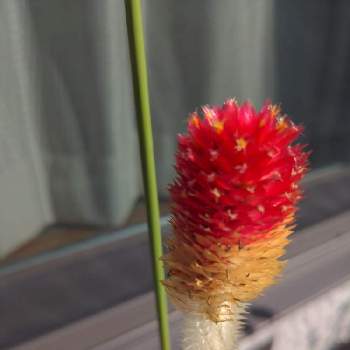 千日紅 ストロベリーフィールドの投稿画像一覧 Greensnap グリーンスナップ