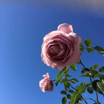紫の薔薇の画像 by あきこさん | 小さな庭と土曜はお空の発表会と綺麗な空と強香と薔薇  シークレットとばら バラ 薔薇と毎日ローズショーと紫のバラとお家園芸と綺麗と香りの良いバラと青い空とバラ・ミニバラとシークレットパヒュームと紫の薔薇
