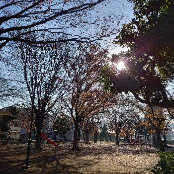 朝の公園の画像 by mamiさん | お出かけ先とご近所さんと好きな色と一休みと緑がいっぱいと朝の公園と深呼吸と散歩道と大好きな木