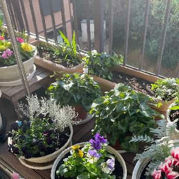 カロケファルス プラチーナの投稿画像一覧 Greensnap グリーンスナップ