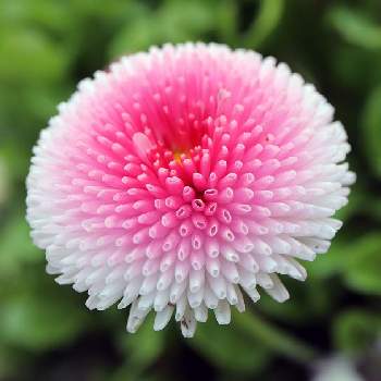 ポンポンデージーの投稿画像一覧 Greensnap グリーンスナップ