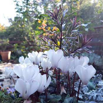 ガーデンシクラメン  白の画像 by keiraさん | 冬に咲く花とにわと鉢花とガーデンシクラメン  白とクールビューティーとガーデンシクラメン 寄せ植えとガーデンシクラメン❤︎とヘーベ ハートブレイカー