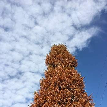 紅葉樹の画像 by Mayさん | お出かけ先とメタセコイア☆と今日のありがとうと紅葉樹