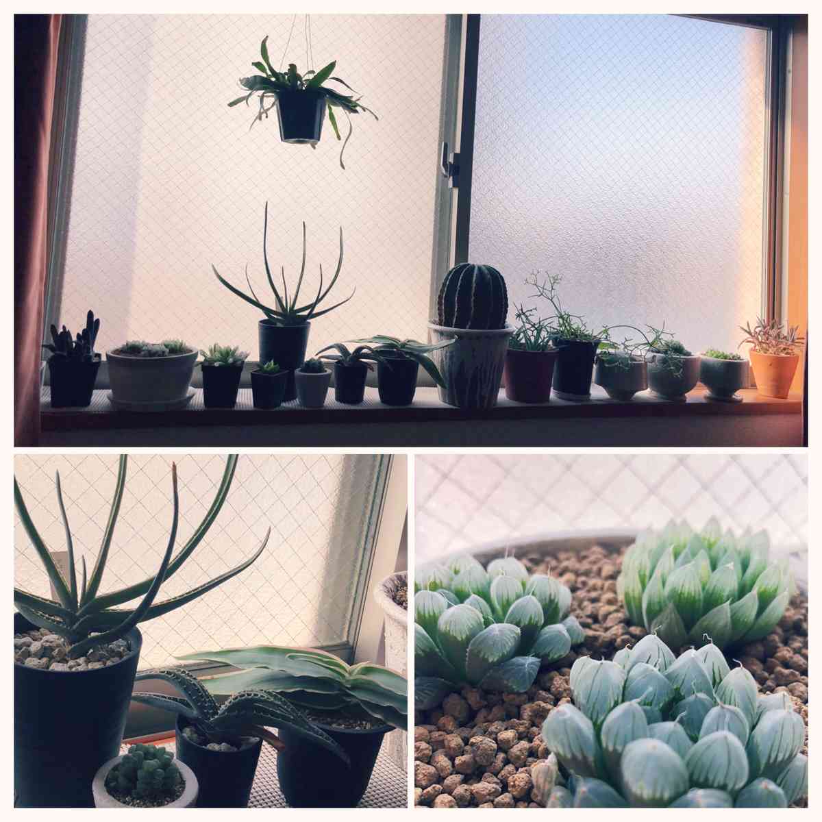 残り物のラムギロのレシピ