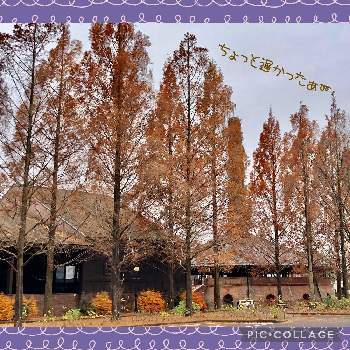 メタセコイア☆の画像 by naoppeさん | お出かけ先とみんなが幸せに〜〜♡と季節を感じてと美しい樹木と出逢いに感謝と不思議な魅力と心の癒しとメタセコイア☆
