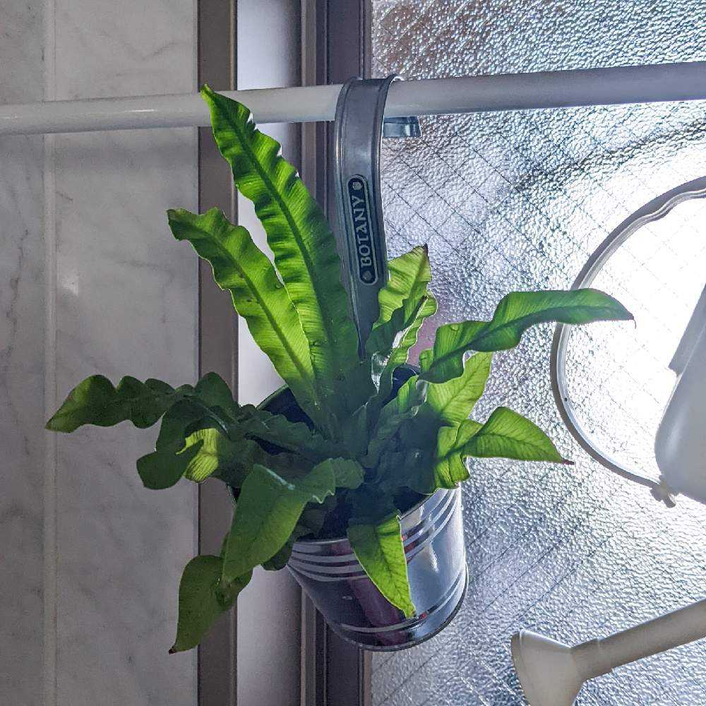 アスプレニウム エメラルドウェーブ Greensnap グリーンスナップ