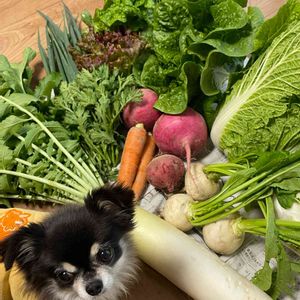 自家製野菜,冬野菜,ウチのワンコ,大根♪,犬のいる暮らしの画像