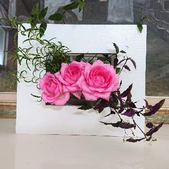 ミニ 薔薇の画像 by 花束さん | インテリアとミニ 薔薇と葉挿し中とハンギングとちっちゃいものクラブ