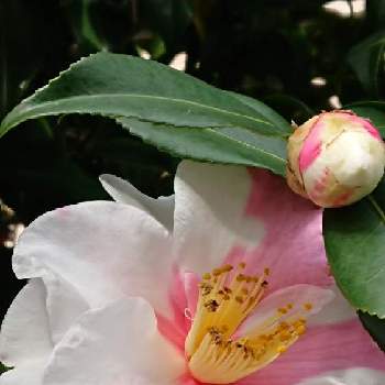 庭の椿の画像 by 薔薇姫さん | 小さな庭とつばきと白とピンクの花と乙女ピンクと#つばきと白とピンクとつばき.とピンク❤︎ピンクと庭の椿とピンクと白とYukoさんのピンクワールドへようこそとつばきの花と可愛いい子と淡いピンクと白とピンクの椿とかわい。とかわいいとかわいい♡♡とチーム福岡