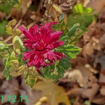 キク科の花の画像 by もぐjuhさん | 広い庭と赤色の花とプランターと花色とキク科の花と葉っぱとお顔がこんにちはとGoogle Pixel5と花いろいろと君も花が好きなのか