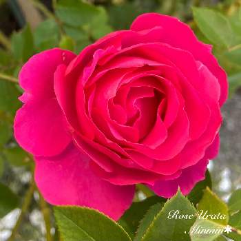 ローズうららＴＭ（旧名うらら）の画像 by みんみんさん | 小さな庭とローズうららＴＭ（旧名うらら）とばら バラ 薔薇と毎日ローズショーとピンク❤︎ピンクとローズうらら　バラとおうち園芸とガーデニングと花のある暮らし