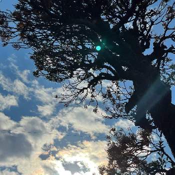  松の木の画像 by ひろみさん | 広い庭と 松の木と空と雲と雲仲間