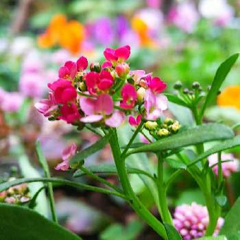 仲間入りの画像 by はなはなさん | 小さな庭とアリッサムとかわいいな♡と仲間入りと癒される～とお花を楽しむ
