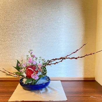 アカメヤナギの画像 by suihoさん | 玄関とアカメヤナギとアンスリウムとストックとカスミソウとお花大好き♡と花いろいろと玄関に飾る花といけばなと花のある暮らしとSいけばな