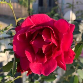 オデュッセイア バラの投稿画像一覧 Greensnap グリーンスナップ