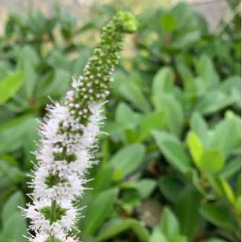 スペアミントの花の投稿画像一覧 Greensnap グリーンスナップ