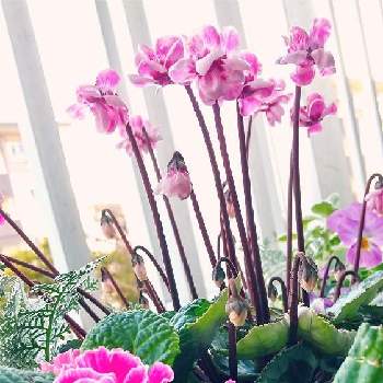 バラ咲きジュリアン・イチゴのミルフィーユの画像 by ちろこさん | バルコニー/ベランダとバラ咲きジュリアン・イチゴのミルフィーユとフェアリーピコダブル