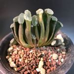 ハオルシア玉扇錦の一覧｜?GreenSnap（グリーンスナップ）