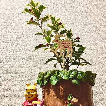 姫ヒイラギの投稿画像一覧 Greensnap グリーンスナップ