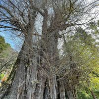 イチョウ,山歩き,お寺, イチョウの木,お寺の境内の画像