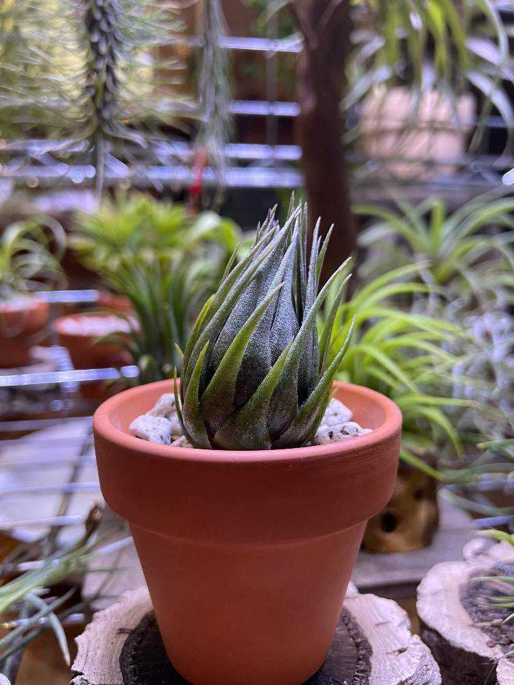 チランジア　カウツキー　カウツキー氏由来　(エアプランツ図鑑　表紙のカウツキー) チランジア カウツキー カウツキー氏由来 (エアプランツ図鑑 表紙の