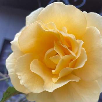 バラと暮らすの画像 by Angela350さん | 広い庭とエバーゴールドとバラと暮らすといやされる♡とお出迎えと大輪と黄色の薔薇と優しさありがとうとつるバラと花だいすきと笑顔がいちばんと微笑み