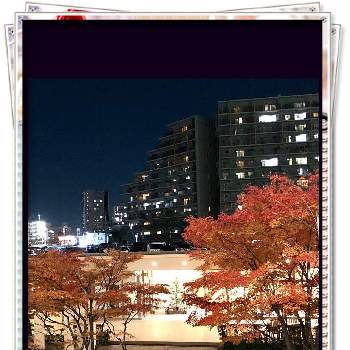 ツリーの画像 by ニコちゃんさん | お出かけ先と季節を感じる♪とツリーとクリスマスツリーと癒やしとありがとう❤️と紅葉（こうよう）と埼玉と仕事終わり