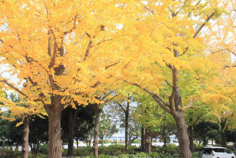 baramashさんの山下公園への投稿