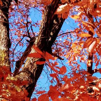 近江富士花録園の画像 by キンちゃんさん | お出かけ先と近江富士花録園とナラの木の紅葉と大きなナラの木