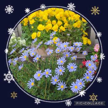 ブルーのお花♡の画像 by julianさん | バルコニー/ベランダとブルーデイジー❇︎とビオラ・パンジーと可愛い○と黄色の花とブルーのお花♡と綺麗✨と実家の花