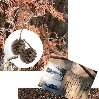 メタセコイアの実*の画像 by masaさん | お出かけ先と池の鯉と須磨離宮公園とメタセコイアの実*とメタセコイアの紅葉