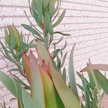  リューカデンドロン*の画像 by ヨシさんさん | 玄関と好きな花とお花を楽しむと手作りの庭とお花のある暮らしと リューカデンドロン*