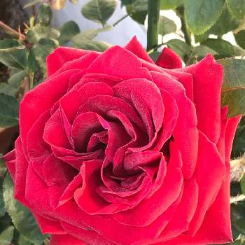 2021 GSでバラ園の画像 by 幸さん | 小さな庭とバラ イングリット・バーグマンと花のある暮らしとばら バラ 薔薇と2021 GSでバラ園