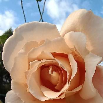 薔薇 ジュリアの画像 by hanabiraさん | 小さな庭と薔薇 ジュリアと家の薔薇と庭の花と可愛い花と季節の花とおうち園芸とガーデニングと花のある暮らしと地植え
