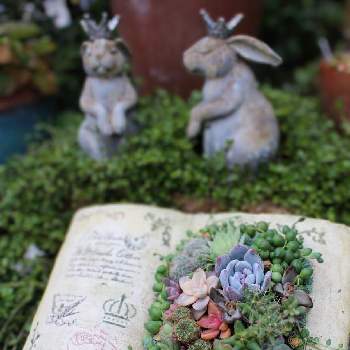モルタルブックの画像 by Sahoさん | 広い庭と寄せ植えと多肉植物とタニサボ寄せ植えとモルタルブック