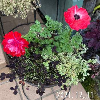 アネモネ オーロラ,ブラッククローバー,リトルミッシー,八重の花,癒しの画像